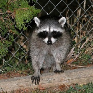 All About Raccoons